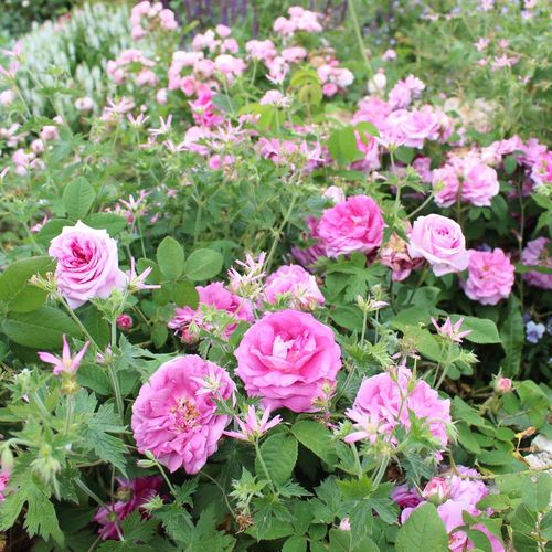 Rózsaszín, fehér szegéllyel - Csokros virágú - magastörzsű rózsafa- bokros koronaforma